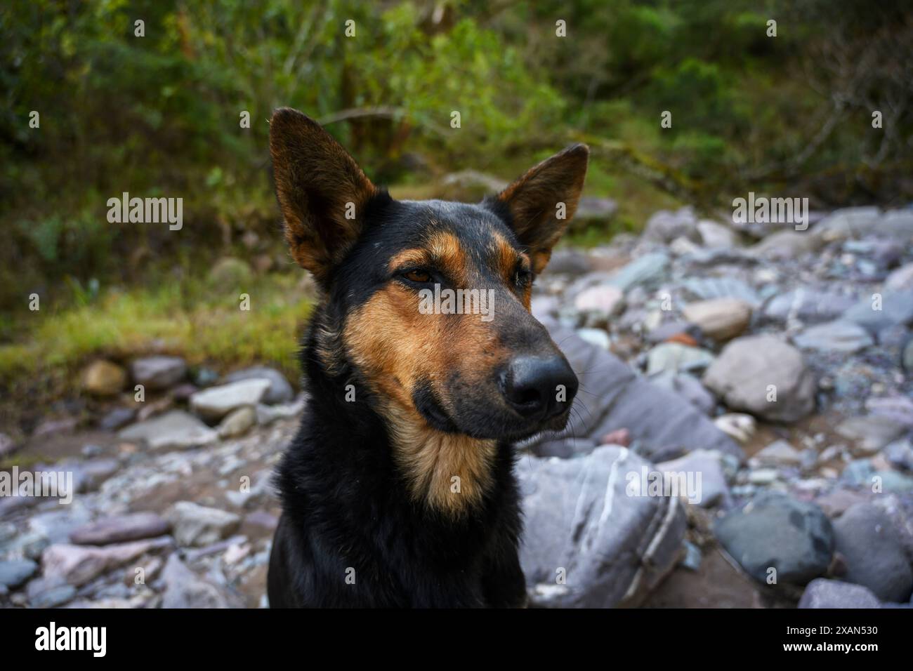 Berger allemand ou chien de police posant. Fond extérieur Banque D'Images