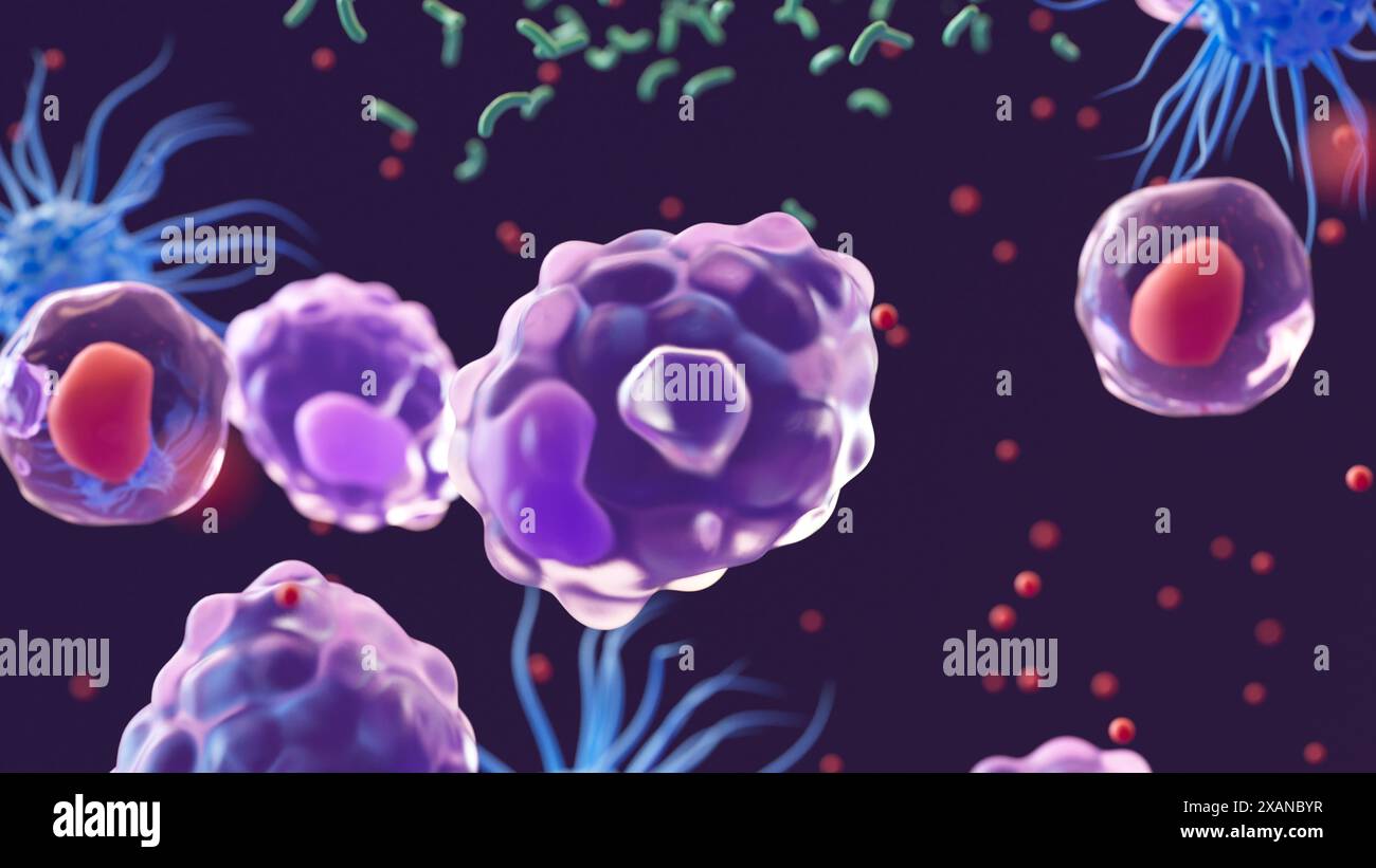 Illustration de trois types de globules blancs répondant à une infection bactérienne (vert) : macrophages (violet), cellules dendritiques (bleu) et cellules auxiliaires (rouge). Les lymphocytes T auxiliaires ont libéré des protéines de signalisation appelées cytokines (nombreuses sphères rouges) qui attirent d'autres cellules immunitaires et coordonnent la réponse inflammatoire. Les macrophages fonctionnent principalement pour engloutir et détruire les substances qui provoquent une réponse immunitaire. Ce processus est connu sous le nom de phagocytose. La fonction première des cellules dendritiques est de présenter des antigènes, qui sont des molécules que le système immunitaire reconnaît comme étrangères. Banque D'Images