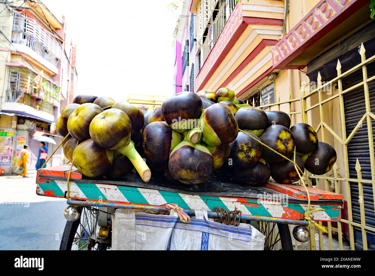 Borassus flabellifer, communément appelé palmier doub, palmier palmyre, palmier tala ou tal, palmier toddy, palmier lontar, palmier à vin, ထန်းပင် ou pomme de glace Banque D'Images