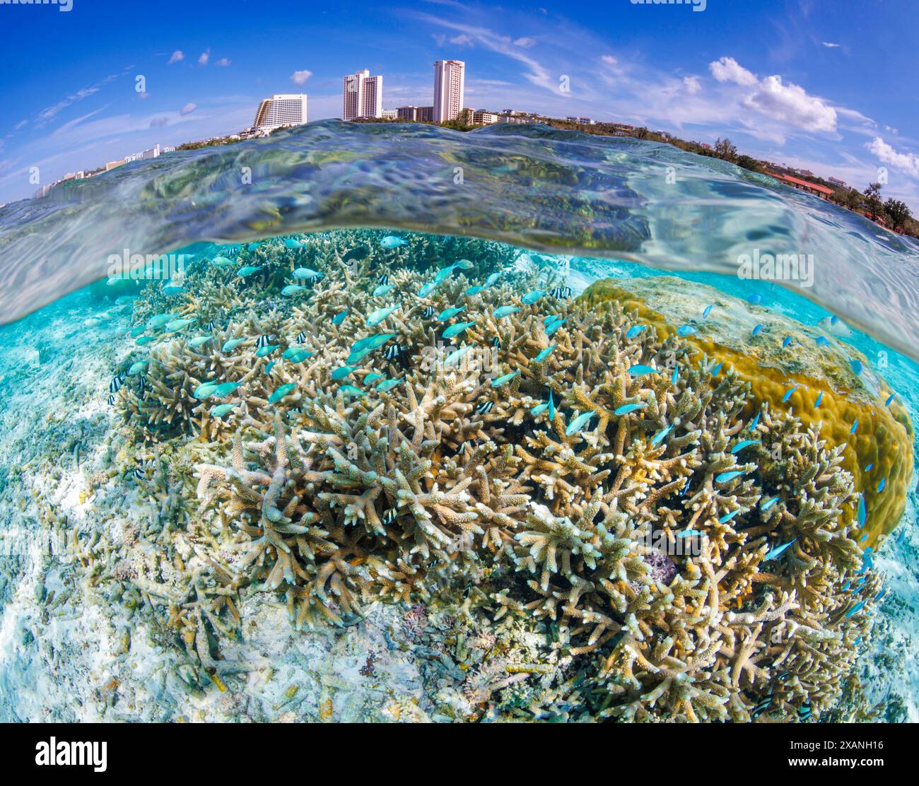 Une scène scindée avec un récif corallien dur peu profond ci-dessous et la zone populaire de Ypao Beach de la réserve marine à Tumon Bay, territoire américain de Guam, Tamuning Banque D'Images