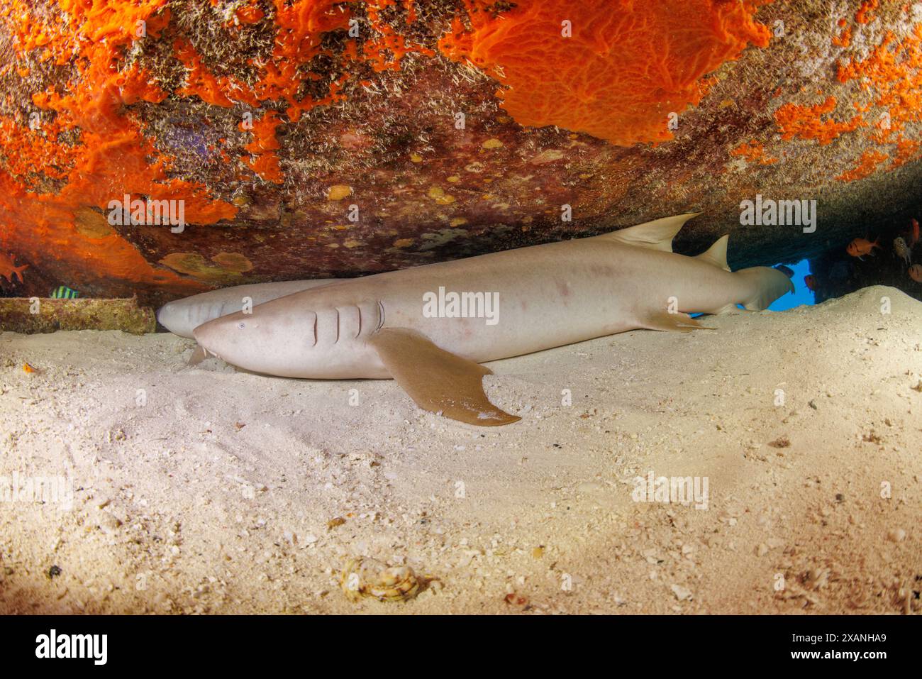 Deux requins-nourrissons fauve, Nebrius ferrugineus, reposant sous l'aile d'un avion naufré au large de l'île de Saipan, Mariannes du Nord, Pacifique central, Banque D'Images