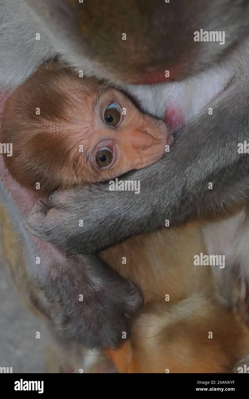 rhésus macaque (macaca mulatta) famille, bébé avec mère dans la forêt de singalila. faune et faune de l'inde Banque D'Images