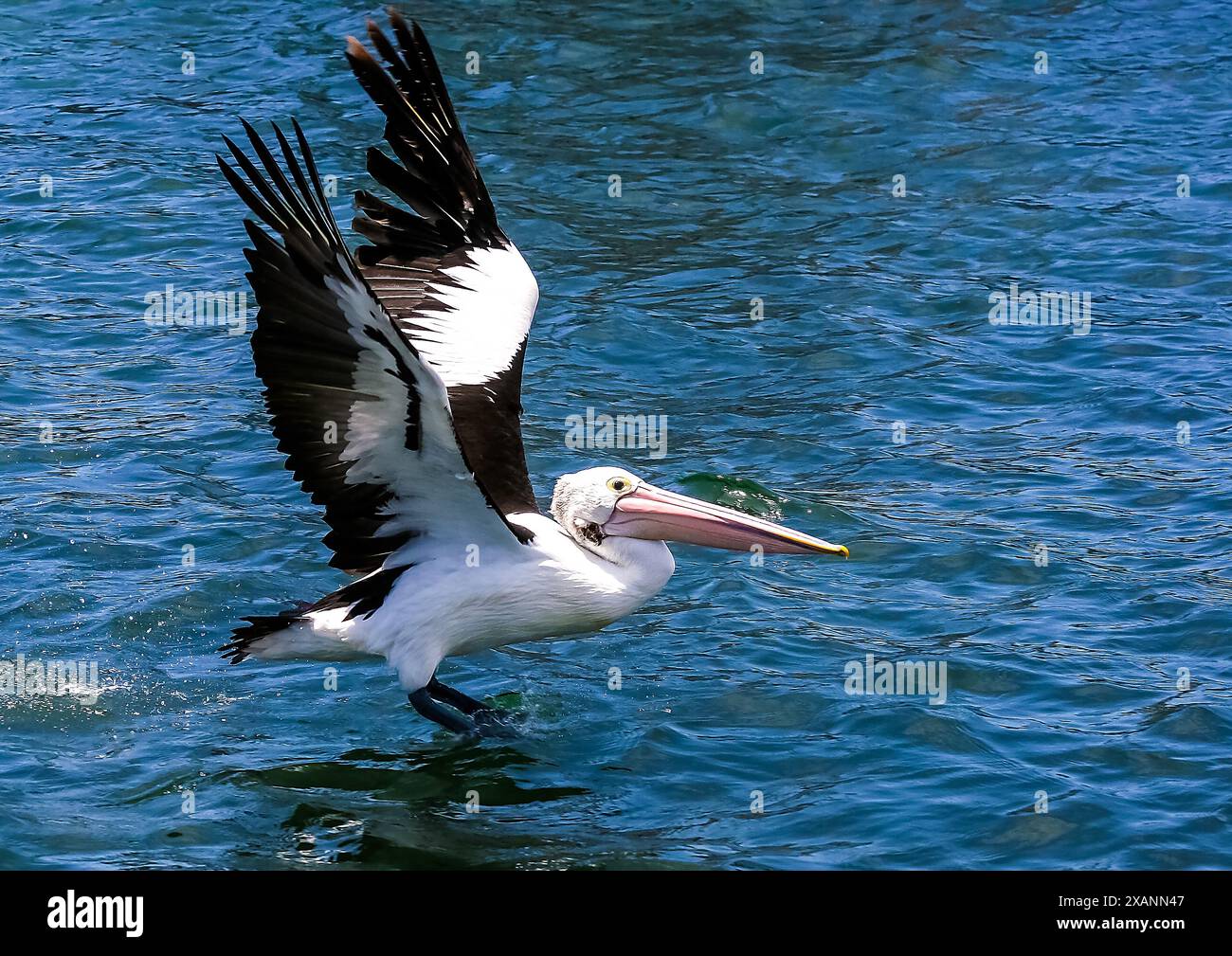 Pelican décolle de la mer à Bateman's Bay en Nouvelle-Galles du Sud Banque D'Images