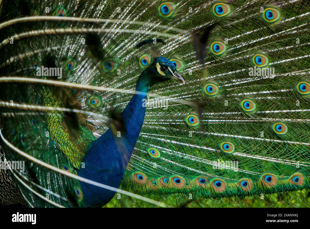 Un paon mâle présente ses plumes de queue irisées avec des taches oculaires distinctives, sur fond vert luxuriant. Banque D'Images