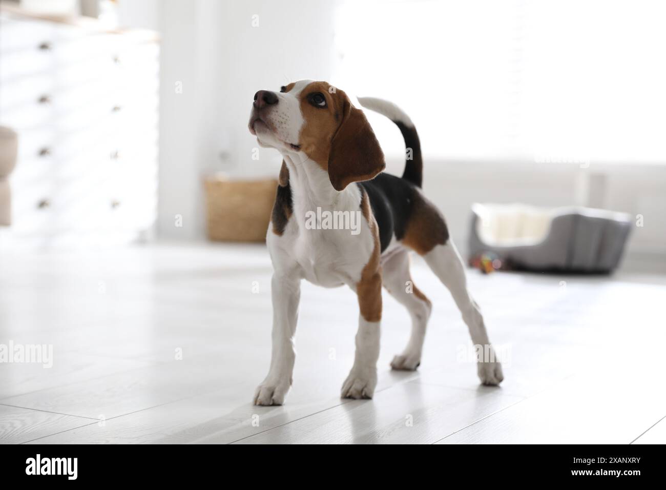 Mignon Beagle chiot à la maison. Animal adorable Banque D'Images