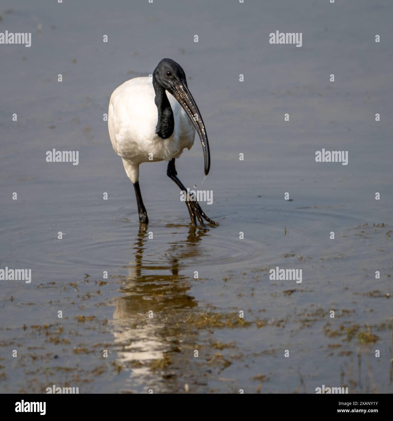 Ibis à tête noire (Threskiornis melanocephalus), Tadoba NP, Inde Banque D'Images