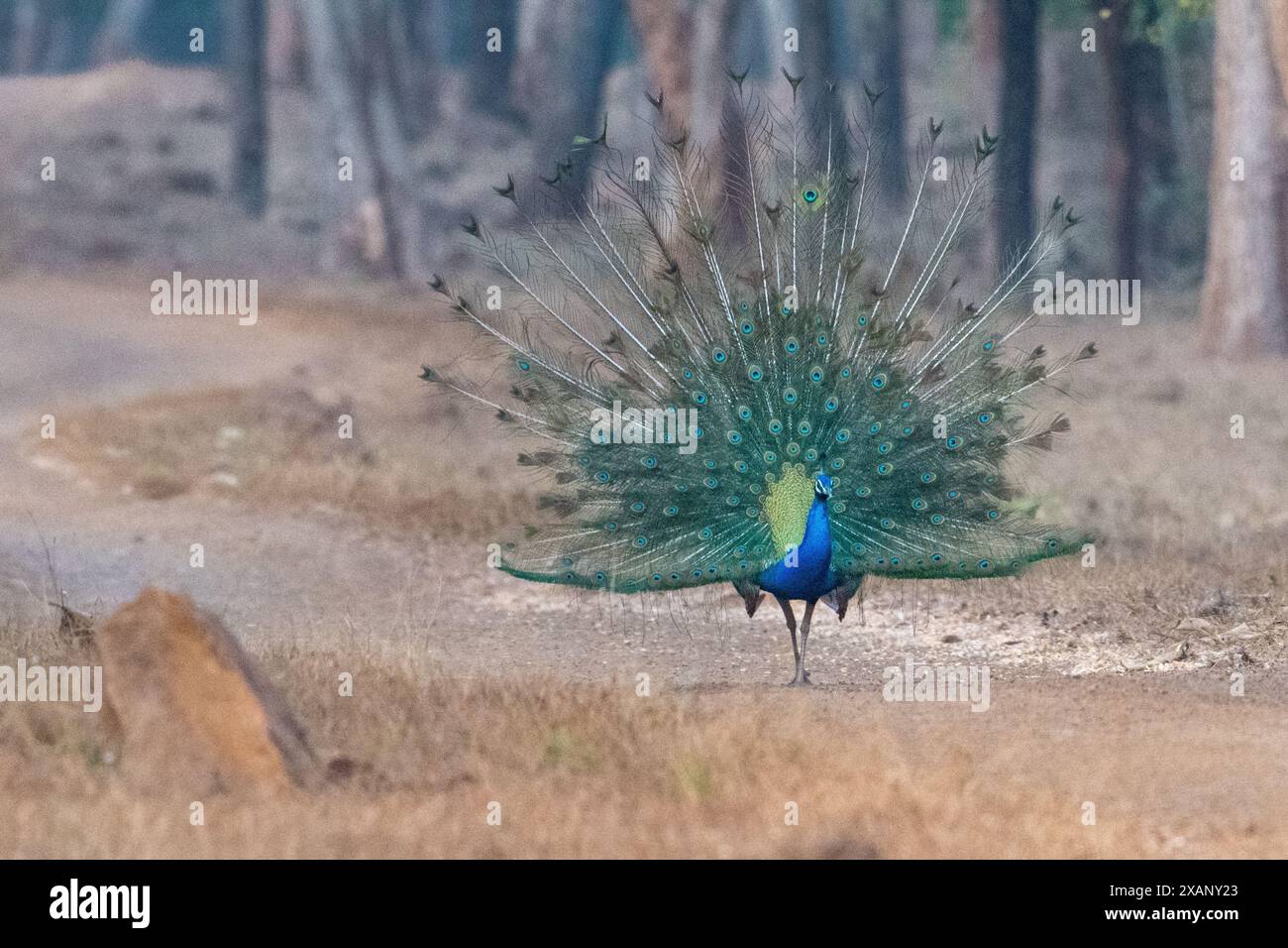 Peacock masculin exposant en Inde Banque D'Images