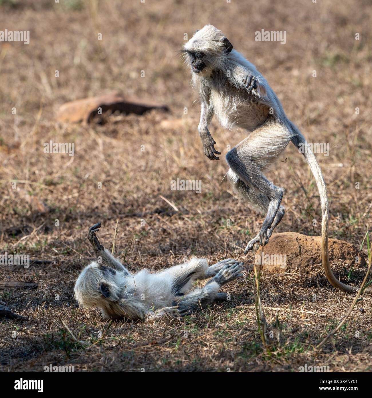 Jeunes singes indiens Langur jouant et sautant (Presbytis entellus) Banque D'Images