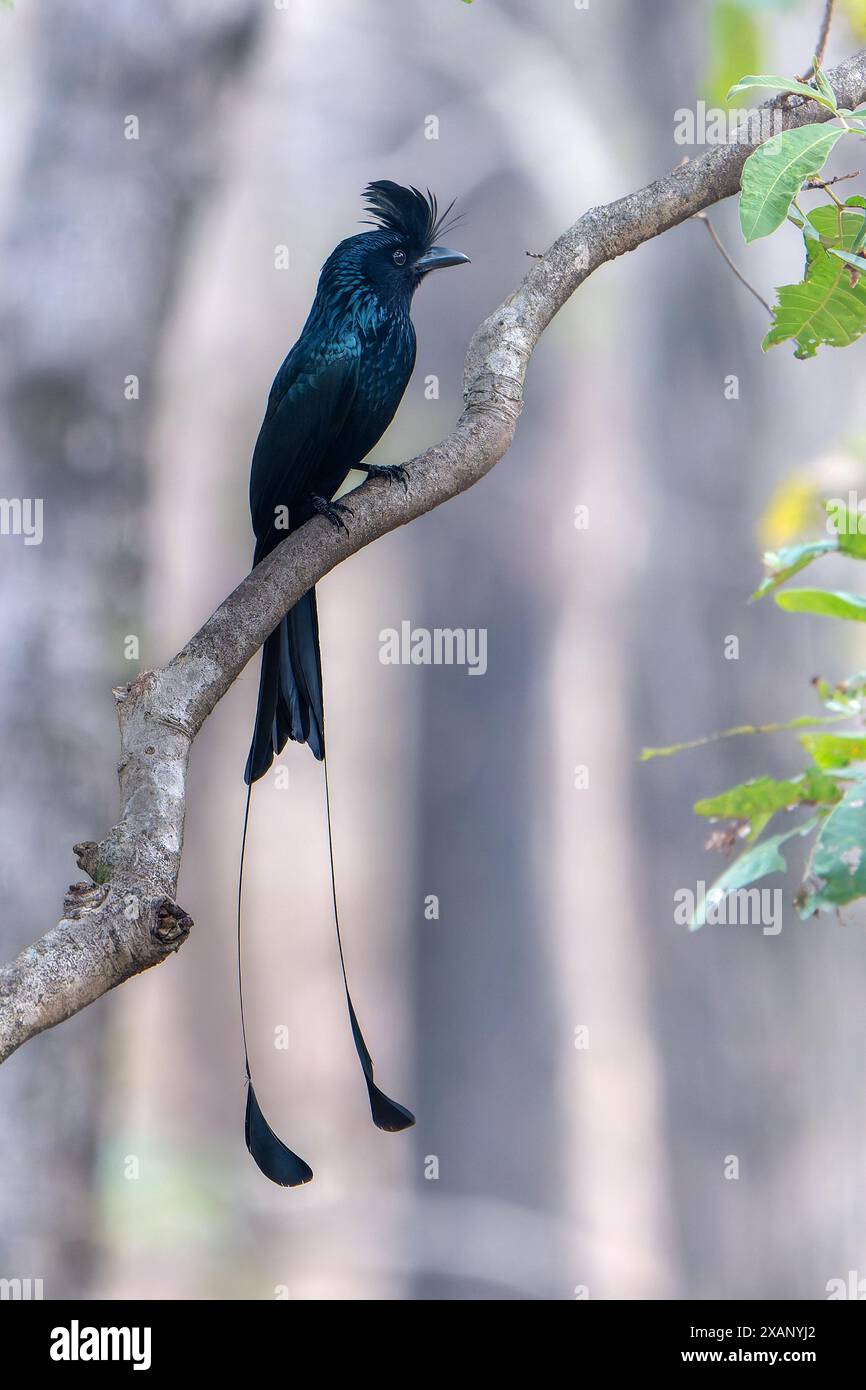 Grand Drongo à queue de raquette, (Dicrurus paradiseus) Banque D'Images
