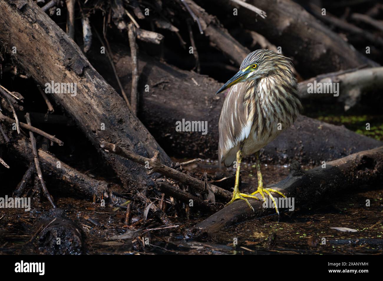 Indian Pond Heron (Ardeola grayii) Banque D'Images