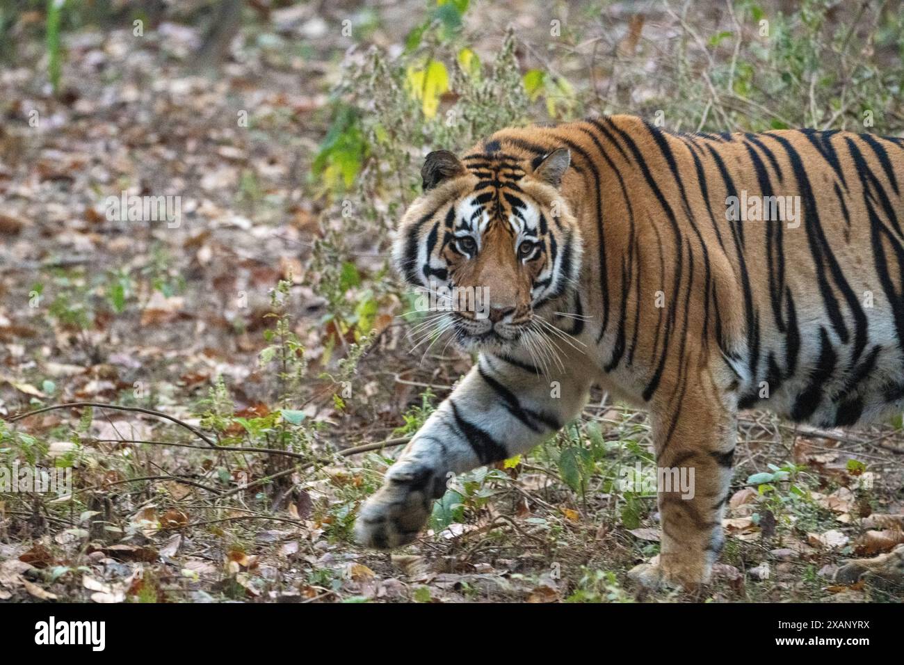 Royal tigre du Bengale (Panthera tigris tigris) Banque D'Images