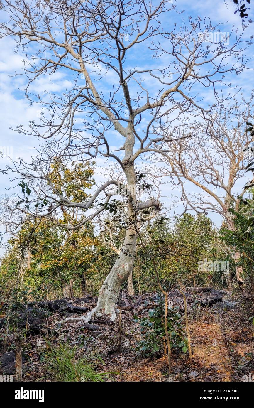 Un arbre fantôme indien dans Kanha NP. Banque D'Images