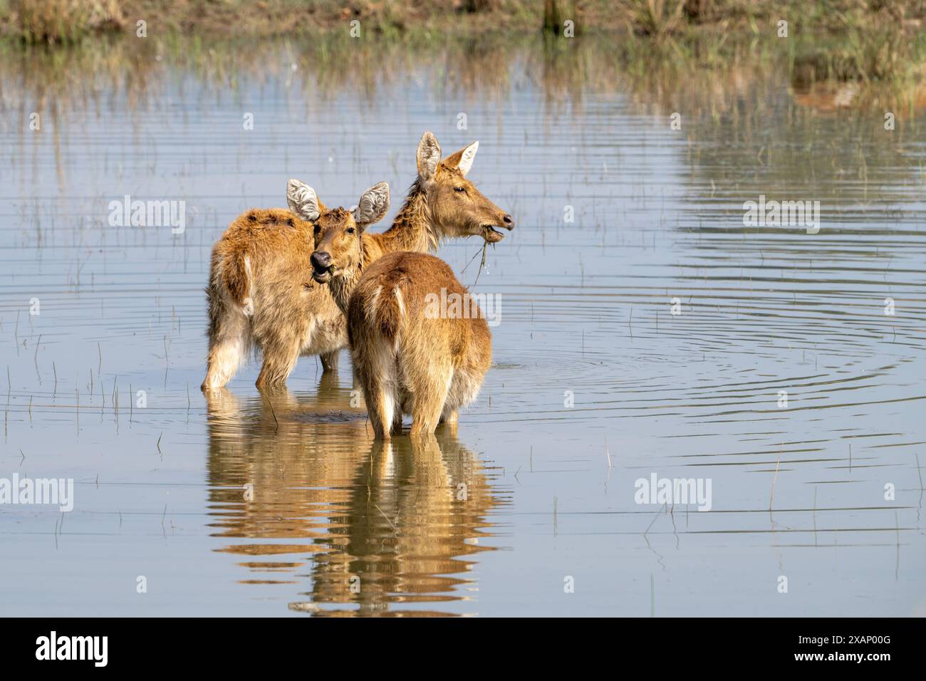 Barasingha (cerf des marais) dans l'eau Banque D'Images