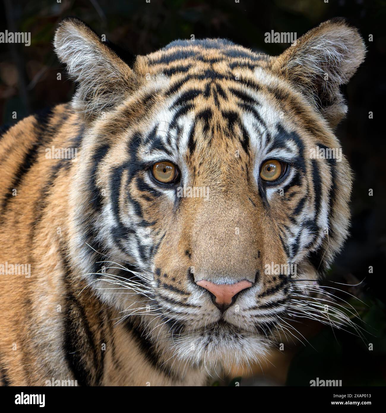 Portrait du tigre du Bengale royal (Panthera tigris tigris) Banque D'Images