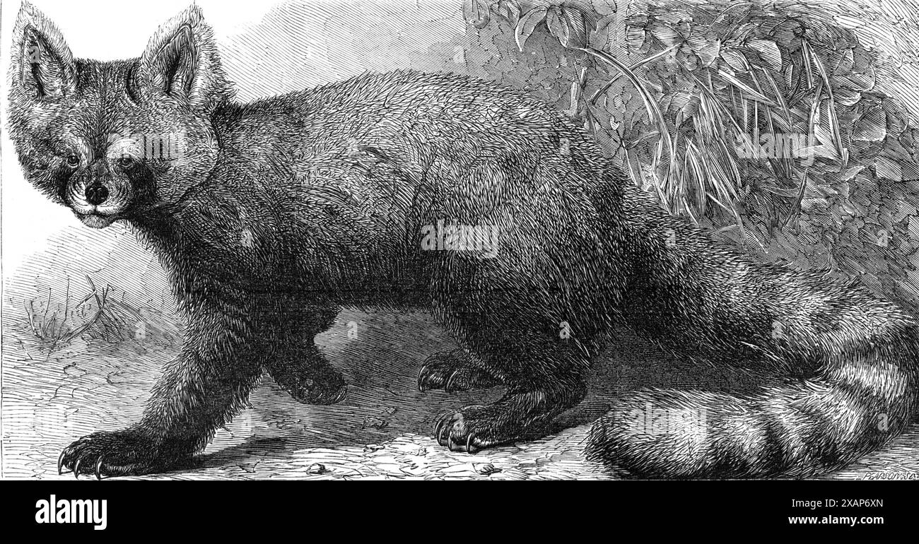 Les fulgens d'Ailurus aux jardins de la Société zoologique, Regent's Park, 1869. 'Notre illustration montre le premier spécimen de cet animal remarquable, de la région élevée de Thibet, qui a été porté vivant en Europe. Il est parfois appelé le wah, parfois le panda ; le docteur Jerdon lui a donné le nom de l'ours-chat... sa fourrure est dense et un peu longue; les parties supérieures du corps sont d'un rouge ocre profond... affichées sur la queue sont des anneaux sombres... "cet animal très curieux et richement coloré," écrit le Dr Jerdon, "est un denizen du sud-est de l'Himalaya, ayant été seulement Banque D'Images