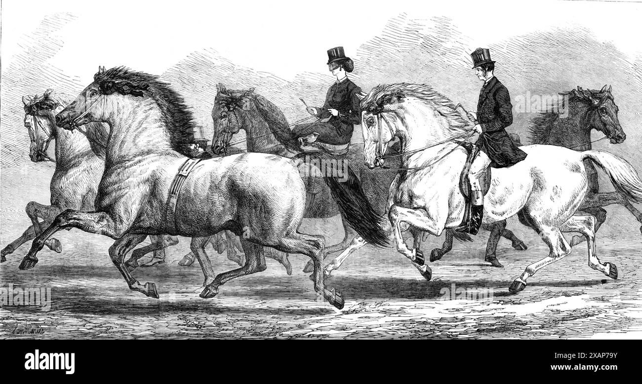 The Horse-Show at the Agricultural Hall Islington [à Londres] : Parade of Prize Horses - trotters and Hacks, 1868. Le phénomène Young de Mr. Abel, le Rapid Roan de Mr. Jolley, la baie de Mr. Bedford Arab le vent, la roupie arabe blanche de son Altesse Royale le Prince de Galles, le jeune interprète de Mr. Rowell... le Rapid Roan, avec ce beau front et museau pointus en baie, était tout à fait la crème des trois roans... il a été élevé par le comte d'Albemarle... il y avait la précision de la machinerie dans son coup qui a apporté une ronde d'acclamations... son Altesse Royale la roupie du Prince de Galles est une jument blanche, et sans th Banque D'Images