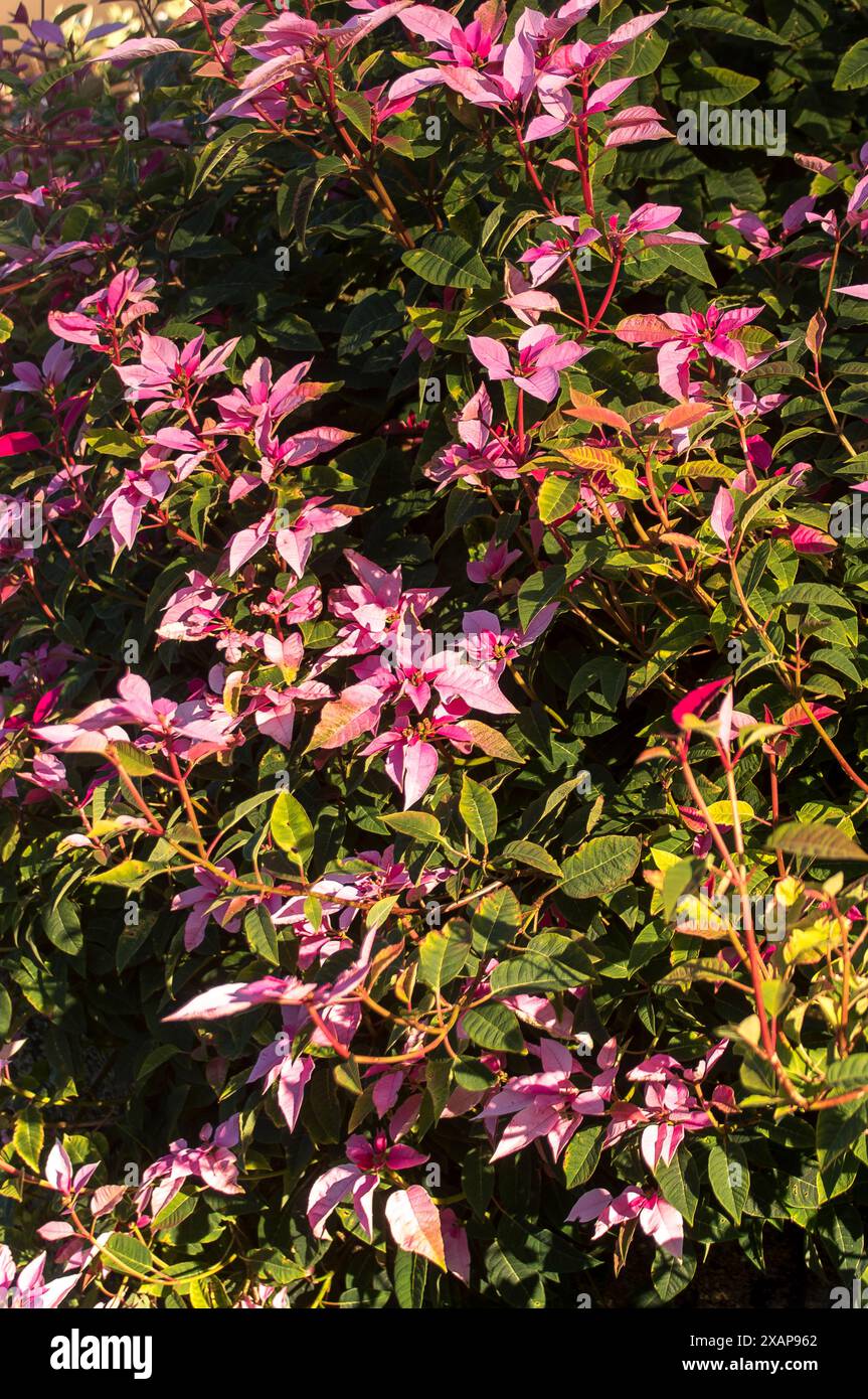 Gros plan des feuilles roses et vertes de poinsettia, euphorbia pulcherrima 'Pink Champagne' dans le jardin du Queensland, Australie. En cascade sur le mur. Banque D'Images