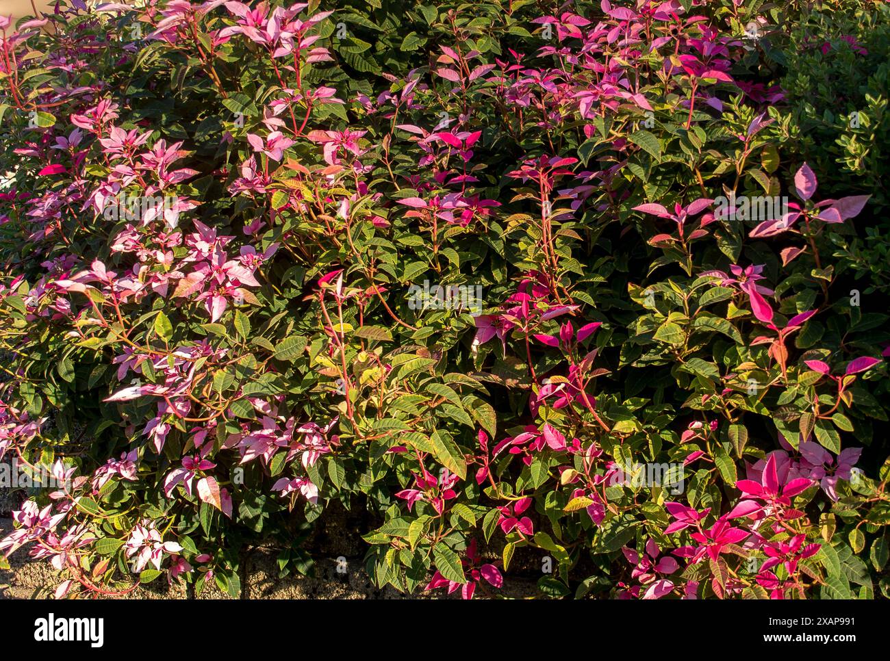 Gros plan des feuilles roses et vertes de poinsettia, euphorbia pulcherrima 'Pink Champagne' dans le jardin du Queensland, Australie. En cascade sur le mur. Banque D'Images