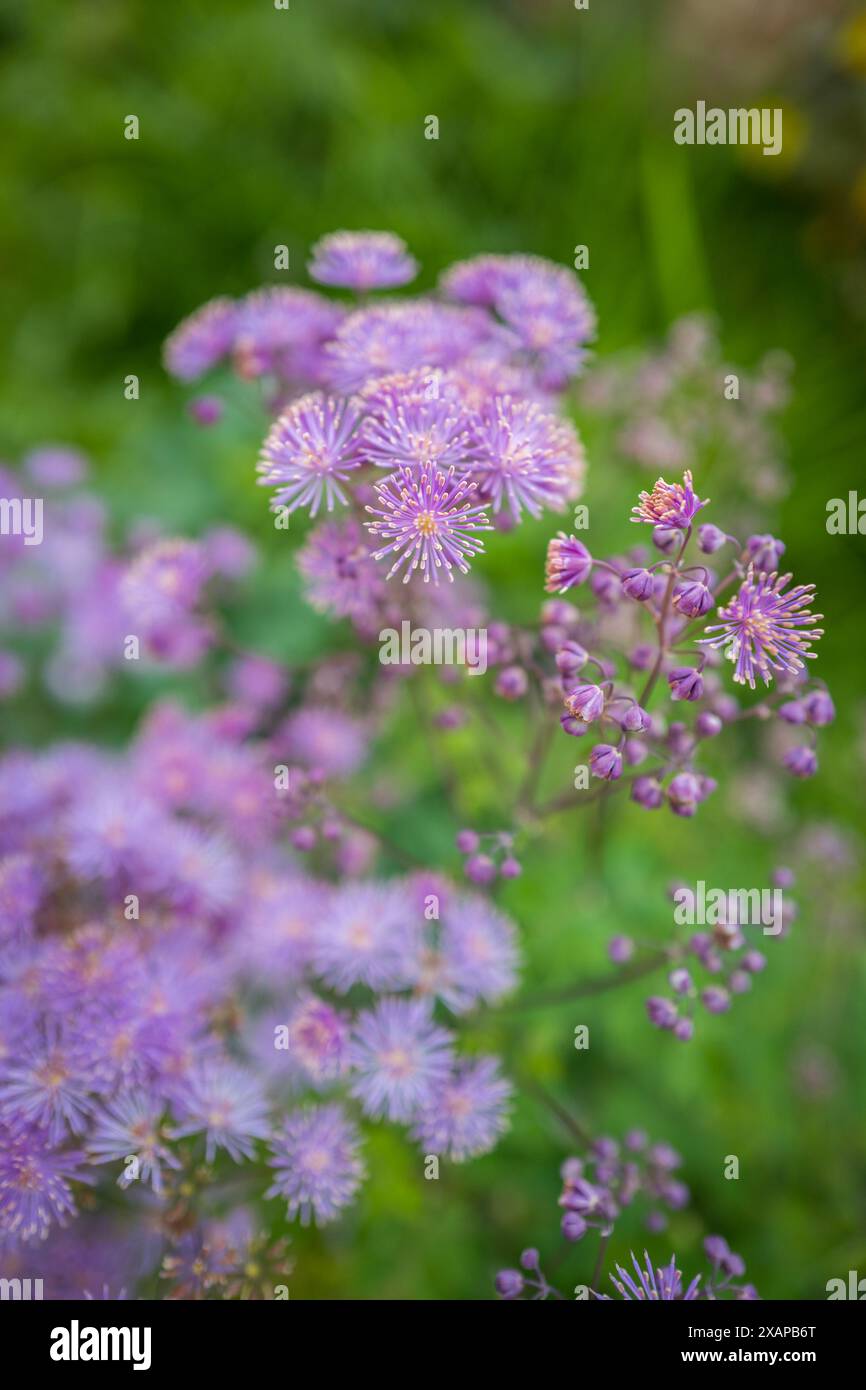 Thalictrum aquilegifolium plante vivace de nuage d'orage en pleine fleur. Banque D'Images
