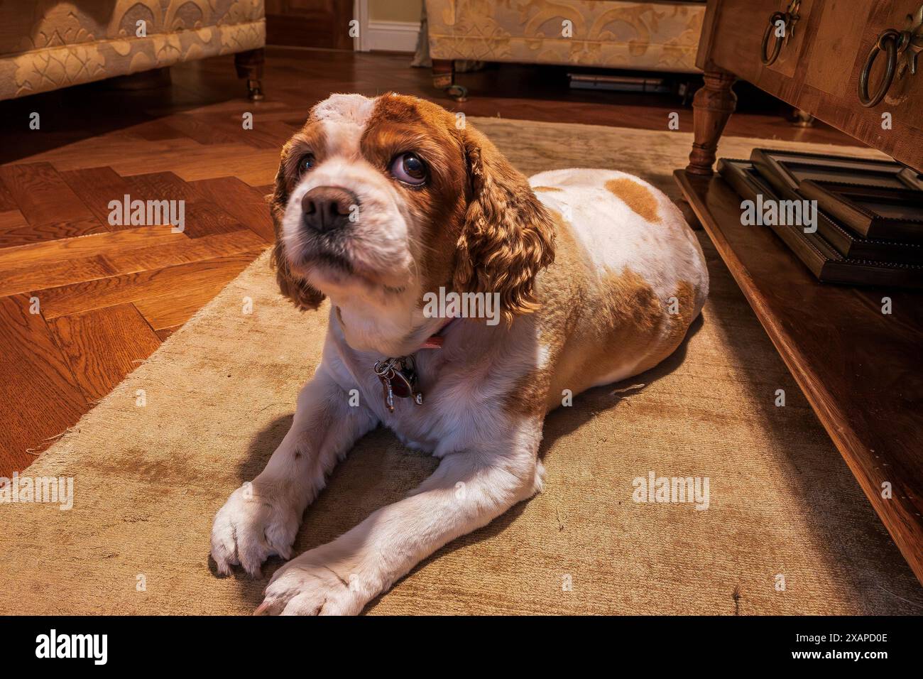 Doe a regardé Cavalier King Charles spaniel. Banque D'Images