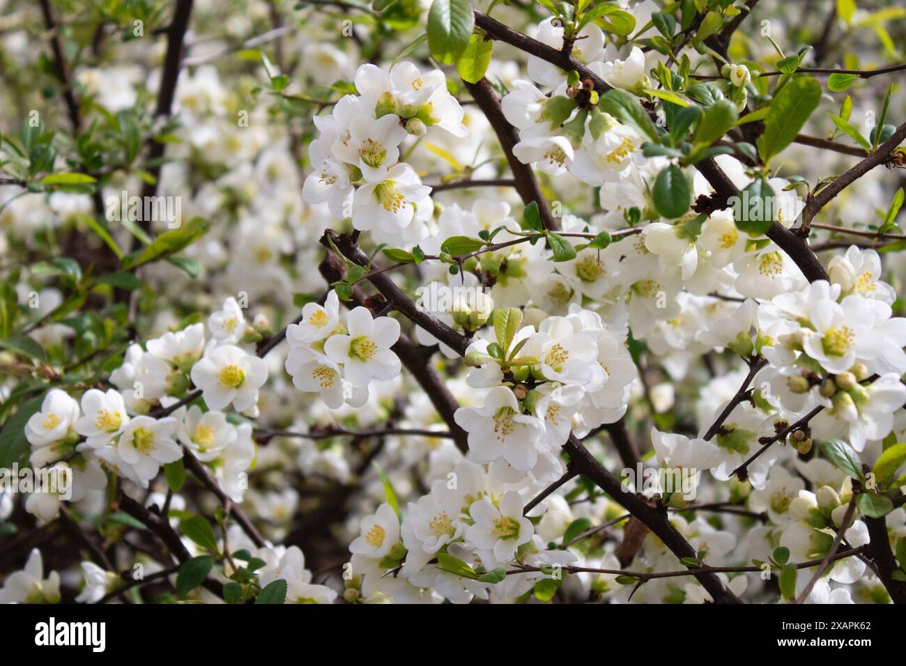 Beau coing chaenomeles speciosa (doux) nakai. Arbuste à feuilles caduques ou semi-persistantes Banque D'Images