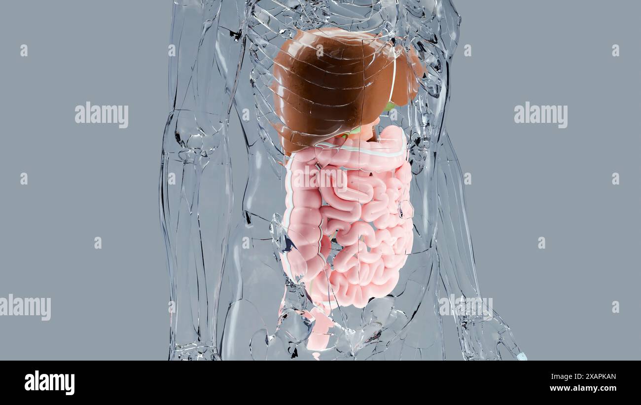 Structure anatomique de l'estomac et de l'œsophage humain, foie, corps avec organes du système digestif, hépatite, intestin, vésicule biliaire, gastro-intestinal, médical Banque D'Images