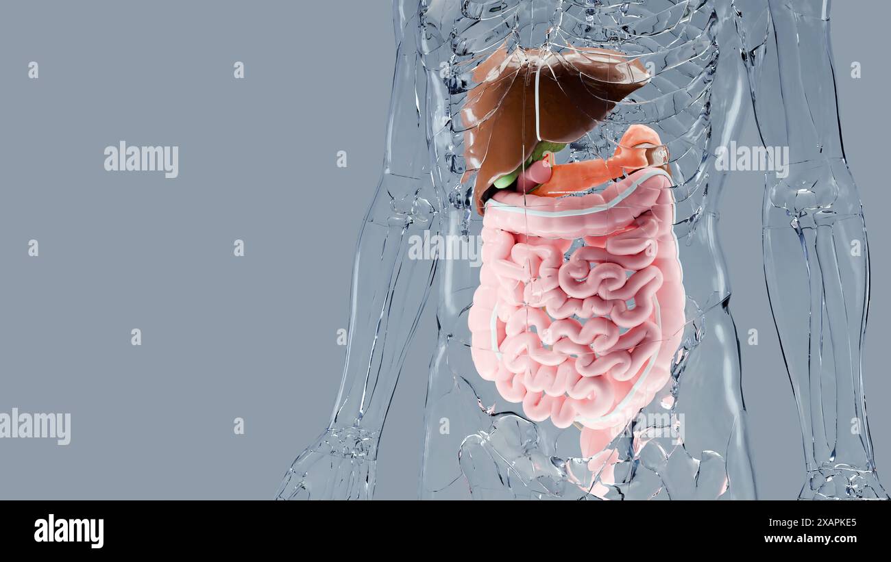 Structure anatomique de l'estomac et de l'œsophage humain, foie, corps avec organes du système digestif, hépatite, intestin, vésicule biliaire, gastro-intestinal, médical Banque D'Images