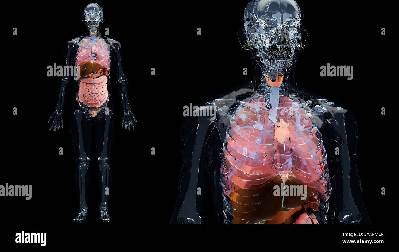 Anatomie humaine, organes et os internes, organes respiratoires et digestifs et parties du système circulatoire veineux nerveux sur fond noir, intestin et STO Banque D'Images