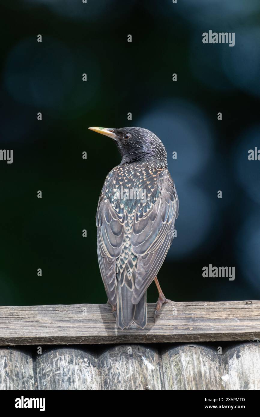 Starling [Sturnus vulgaris] bronzer sur une table à oiseaux sur un fond sombre au début de l'été soleil. Banque D'Images