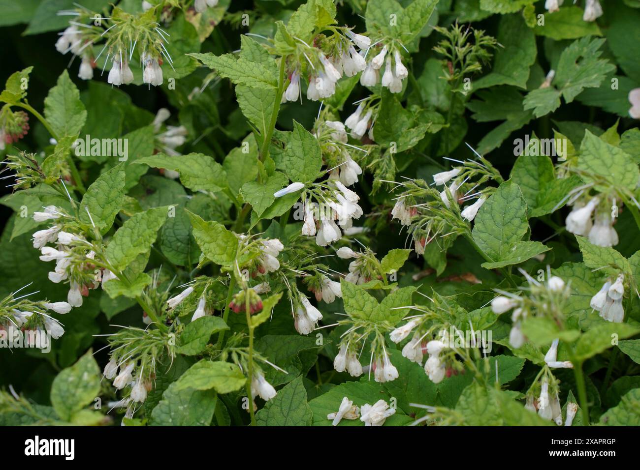 Symphytum officinale, consoude commune, floraison au printemps, pays-Bas. Banque D'Images