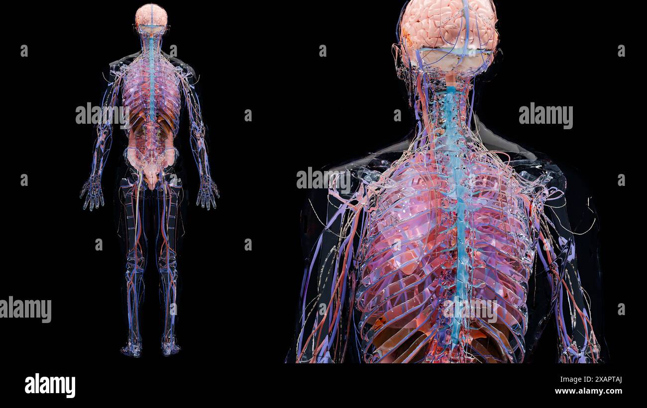 Anatomie humaine, organes et os internes, organes respiratoires et digestifs et parties du système circulatoire veineux nerveux sur fond noir, intestin et STO Banque D'Images