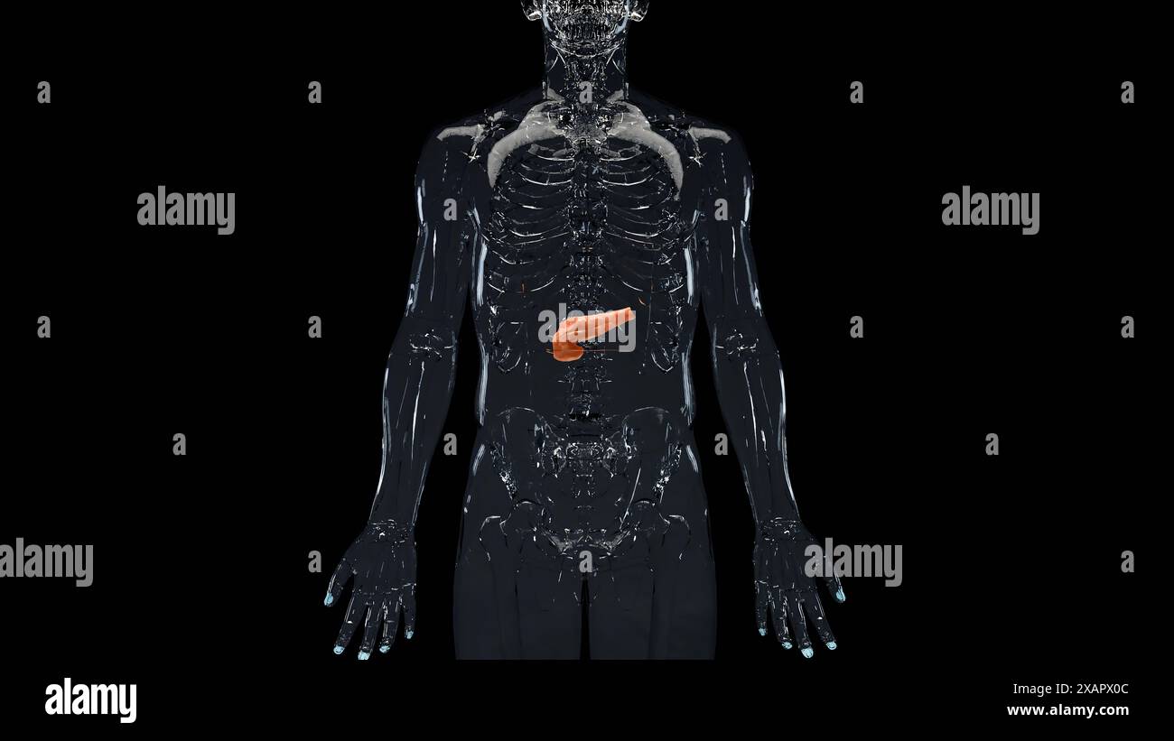 Anatomie du pancréas humain, illustration sur fond noir, organes internes, rendu 3D. Banque D'Images