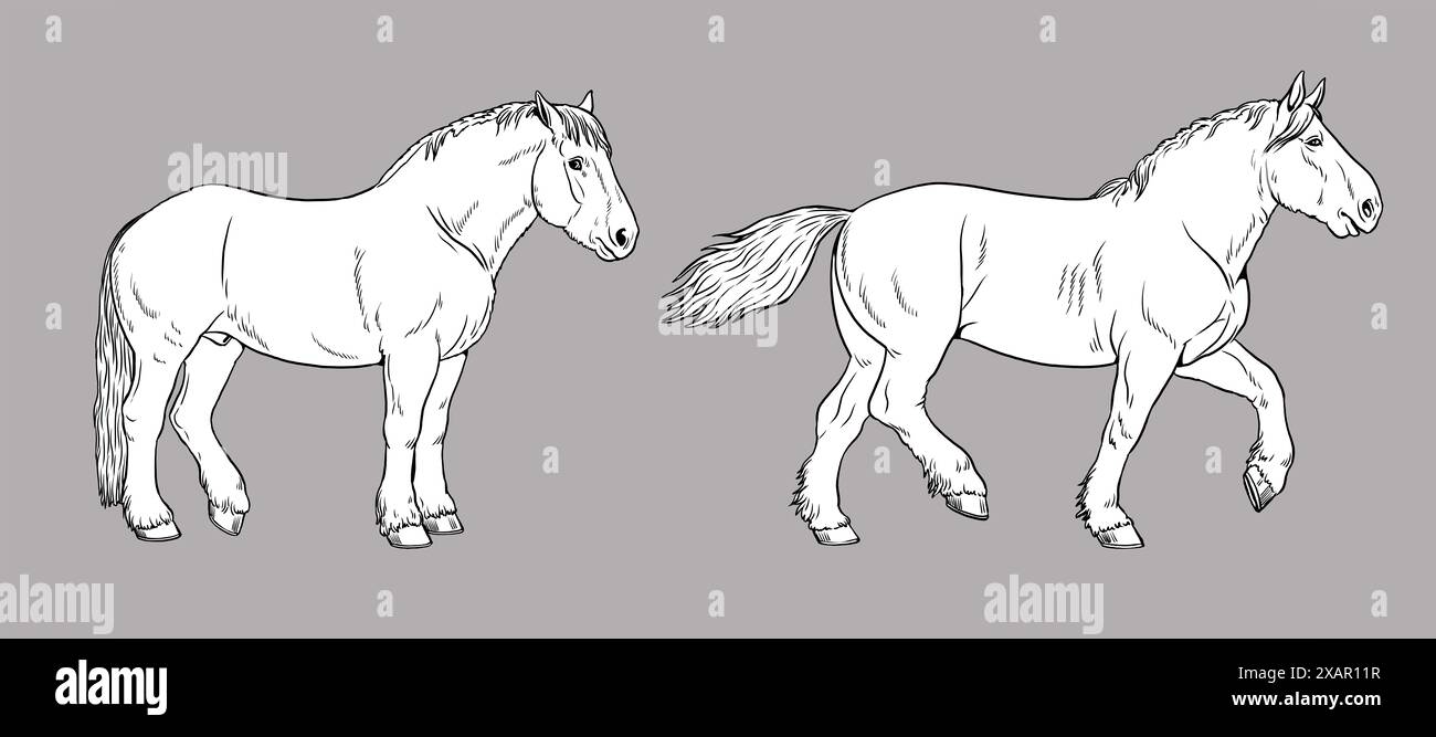 Illustration du cheval de trait - Percheron. Silhouette de chevaux lourds. Banque D'Images