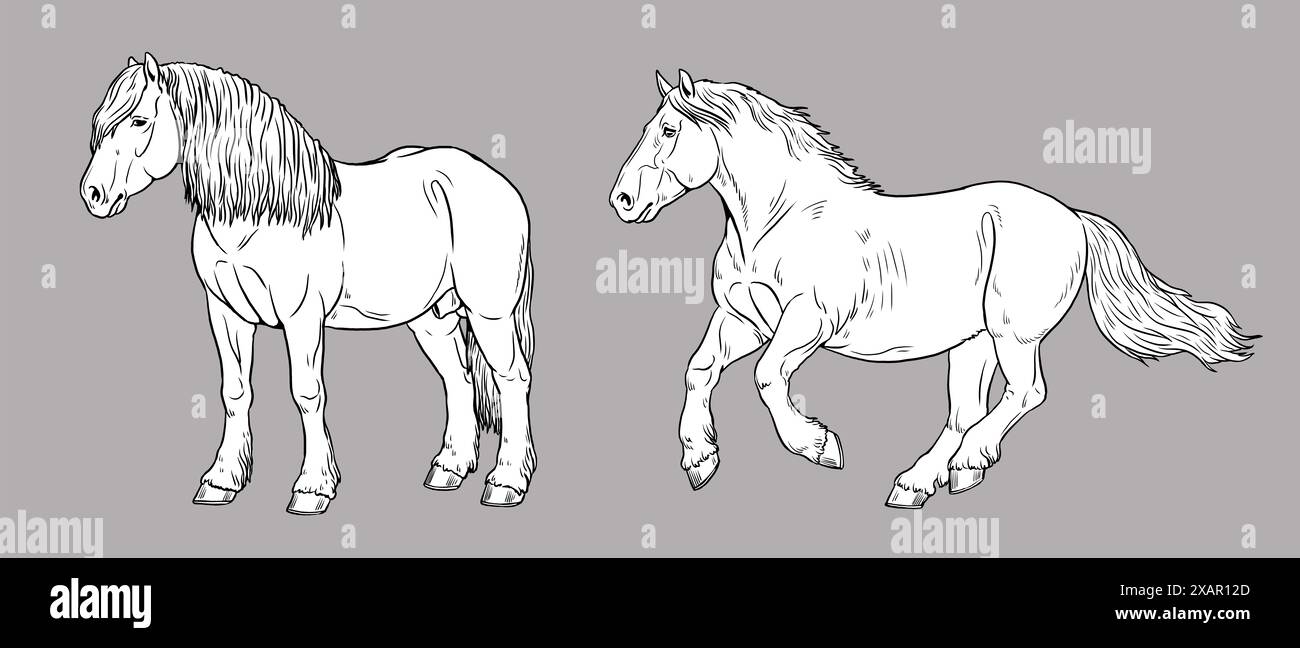 Illustration du cheval de trait - Percheron. Silhouette de chevaux lourds. Banque D'Images