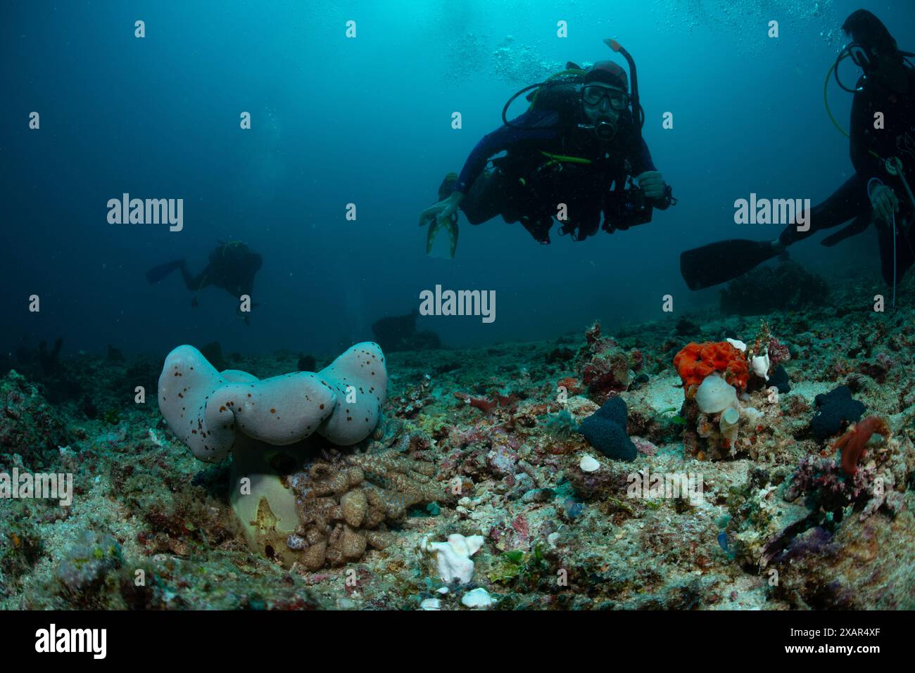 Reefscape - île de Bangka Banque D'Images