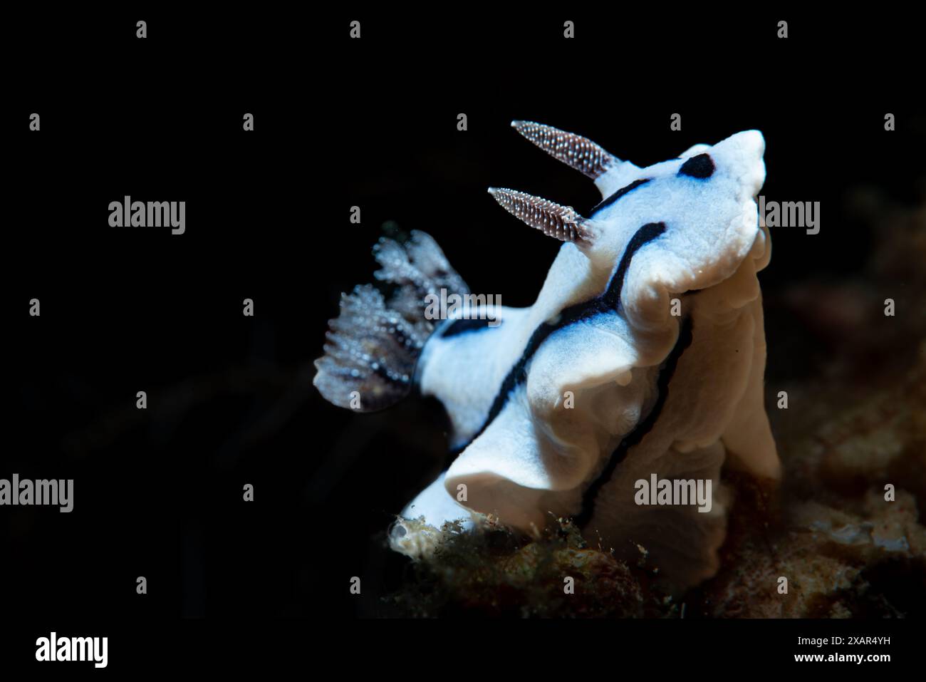 Macro Life - île de Bangka Banque D'Images