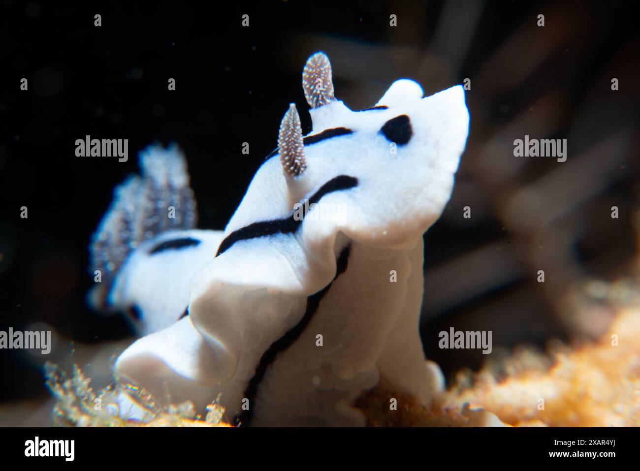 Macro Life - île de Bangka Banque D'Images