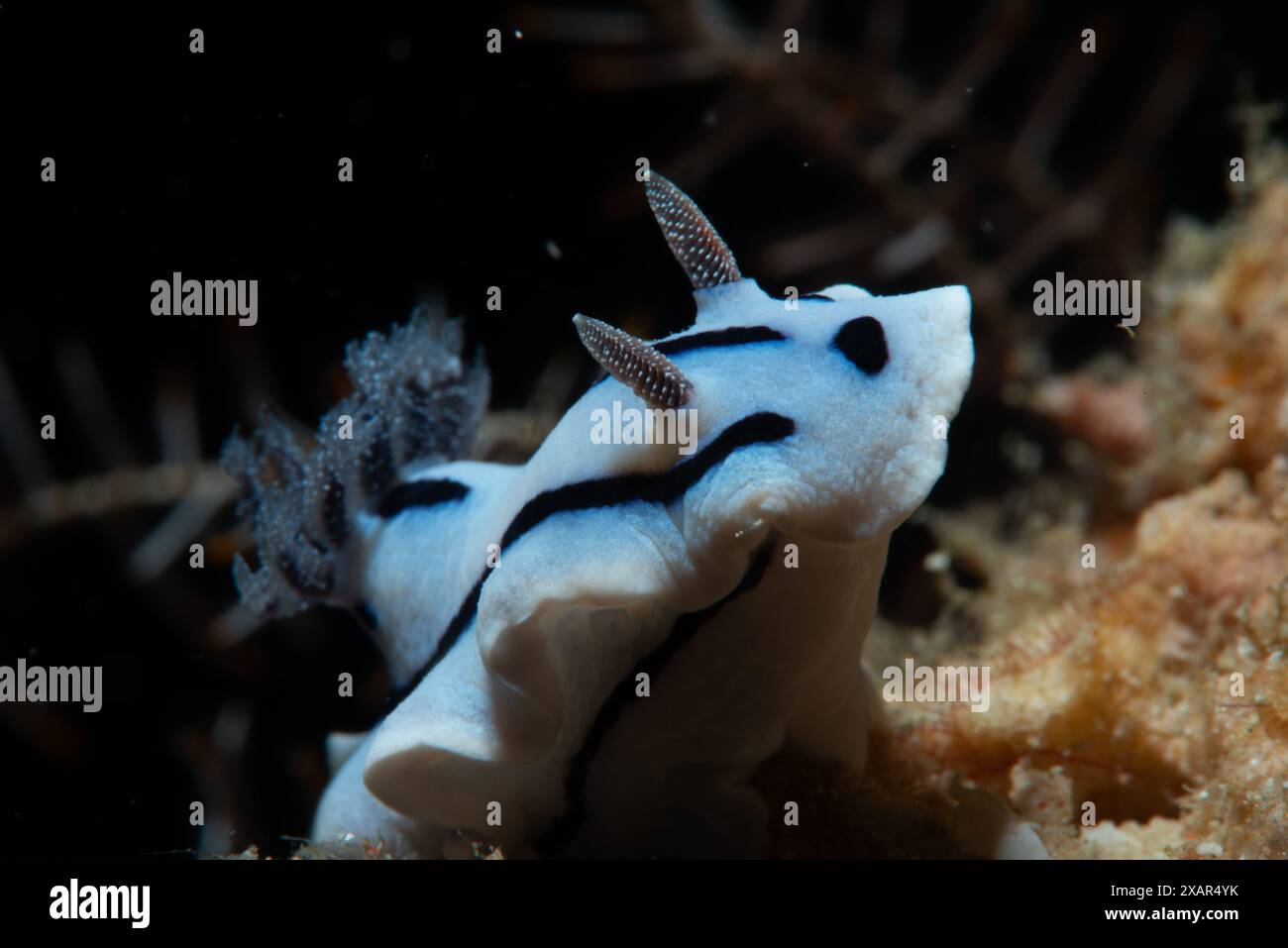Macro Life - île de Bangka Banque D'Images