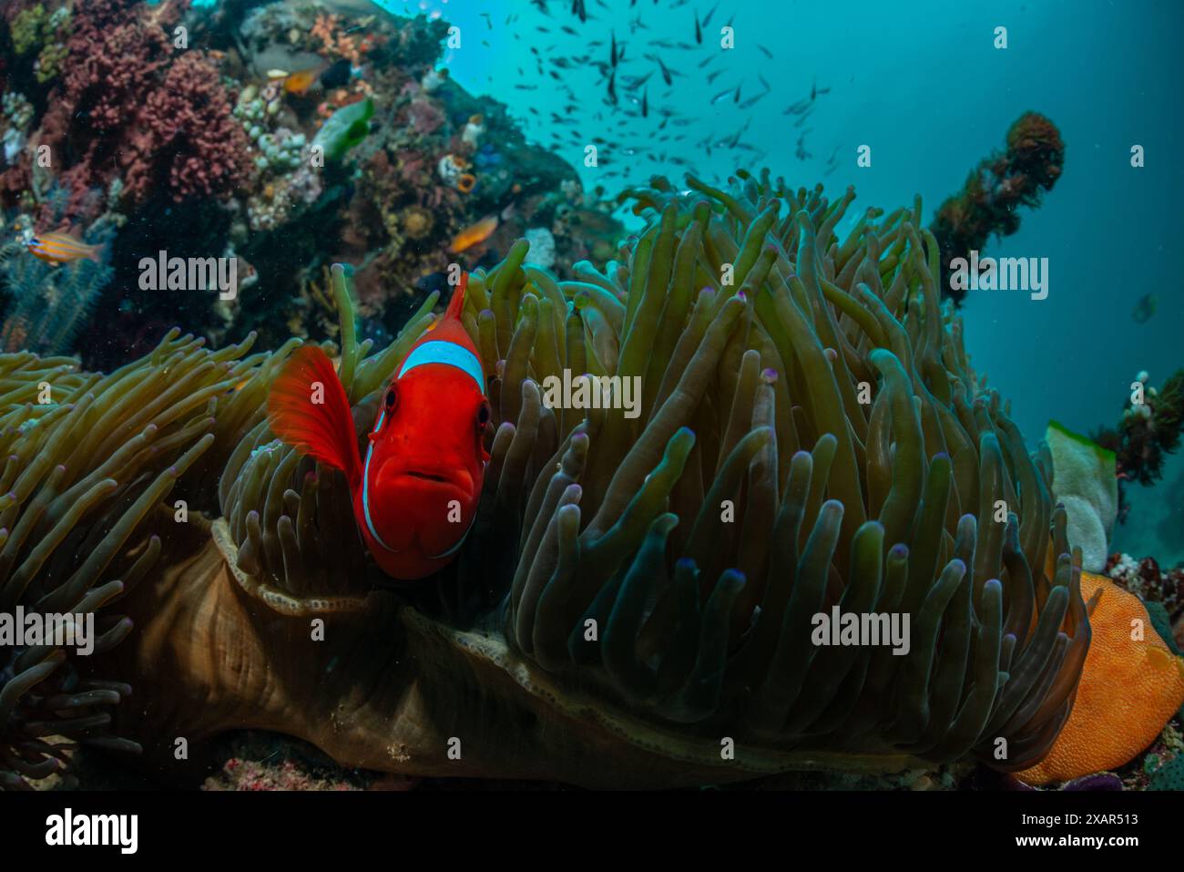 Reefscape - île de Bangka Banque D'Images