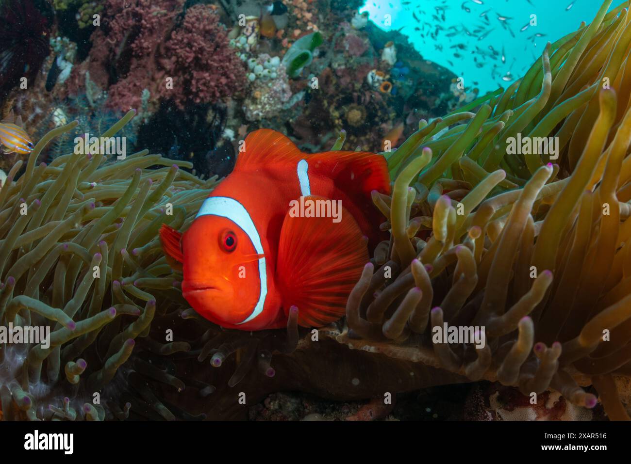 Reefscape - île de Bangka Banque D'Images