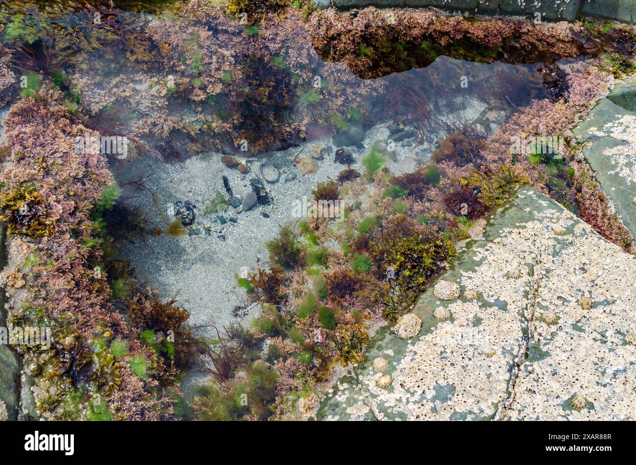 Piscine rocheuse sur la plage de Ballywalter avec balanes d'algues et limpets Banque D'Images