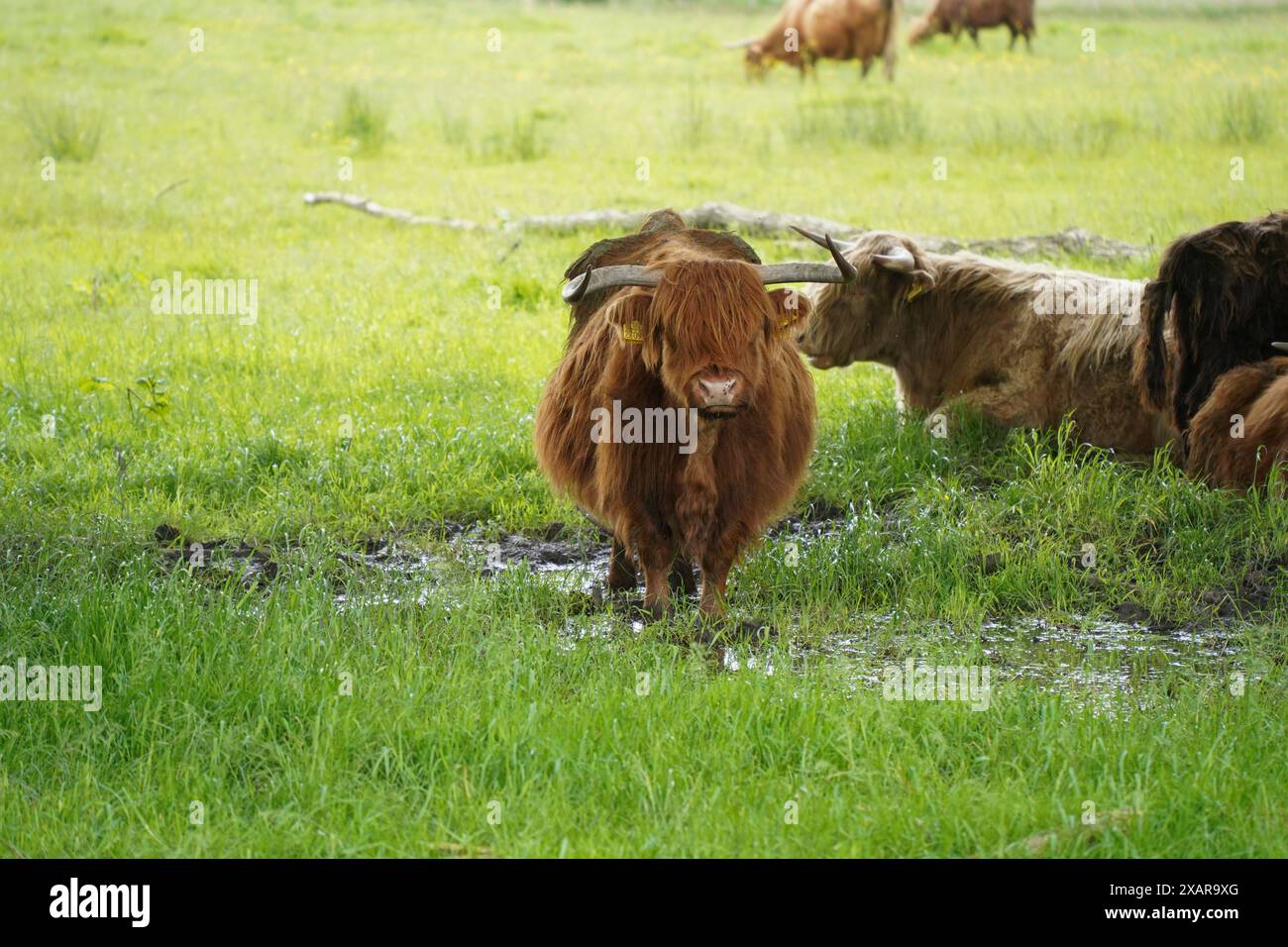 Nature à Highland cattle Dal van de Roode Beek, Cuijk, Limbourg, Pays-Bas. Banque D'Images