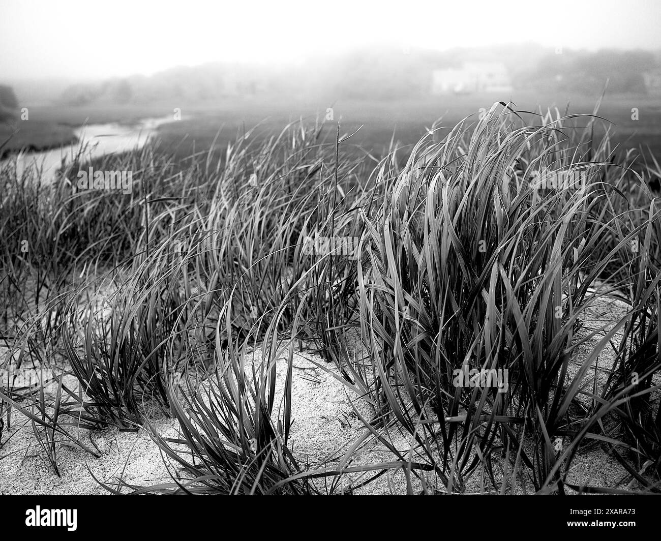 Dunes de sable Banque D'Images