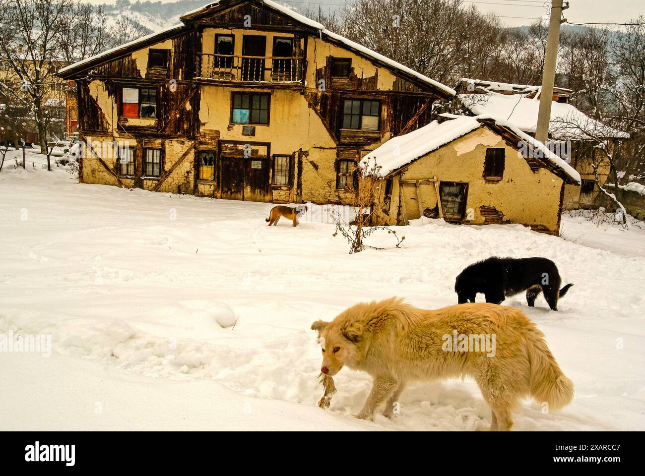 Chiens à la recherche d'une charrosse devant une vieille maison ottomane en bois. Mudurnu. Montagnes de Köroglu. Anatolie occidentale. Turquia. Asie. Banque D'Images