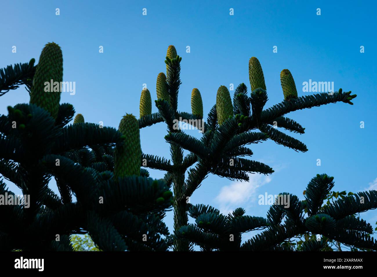 Les cônes d'un sapin argenté sont silhouettés contre le ciel bleu vif Banque D'Images