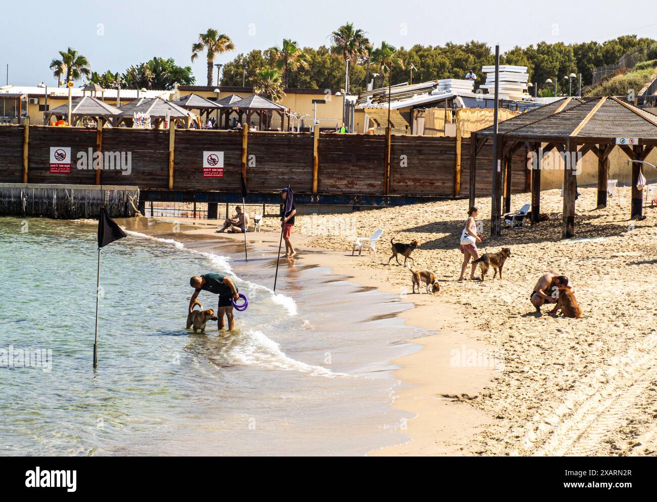Chiens à la plage de chien à Mitsisim Beach, tel Aviv Banque D'Images