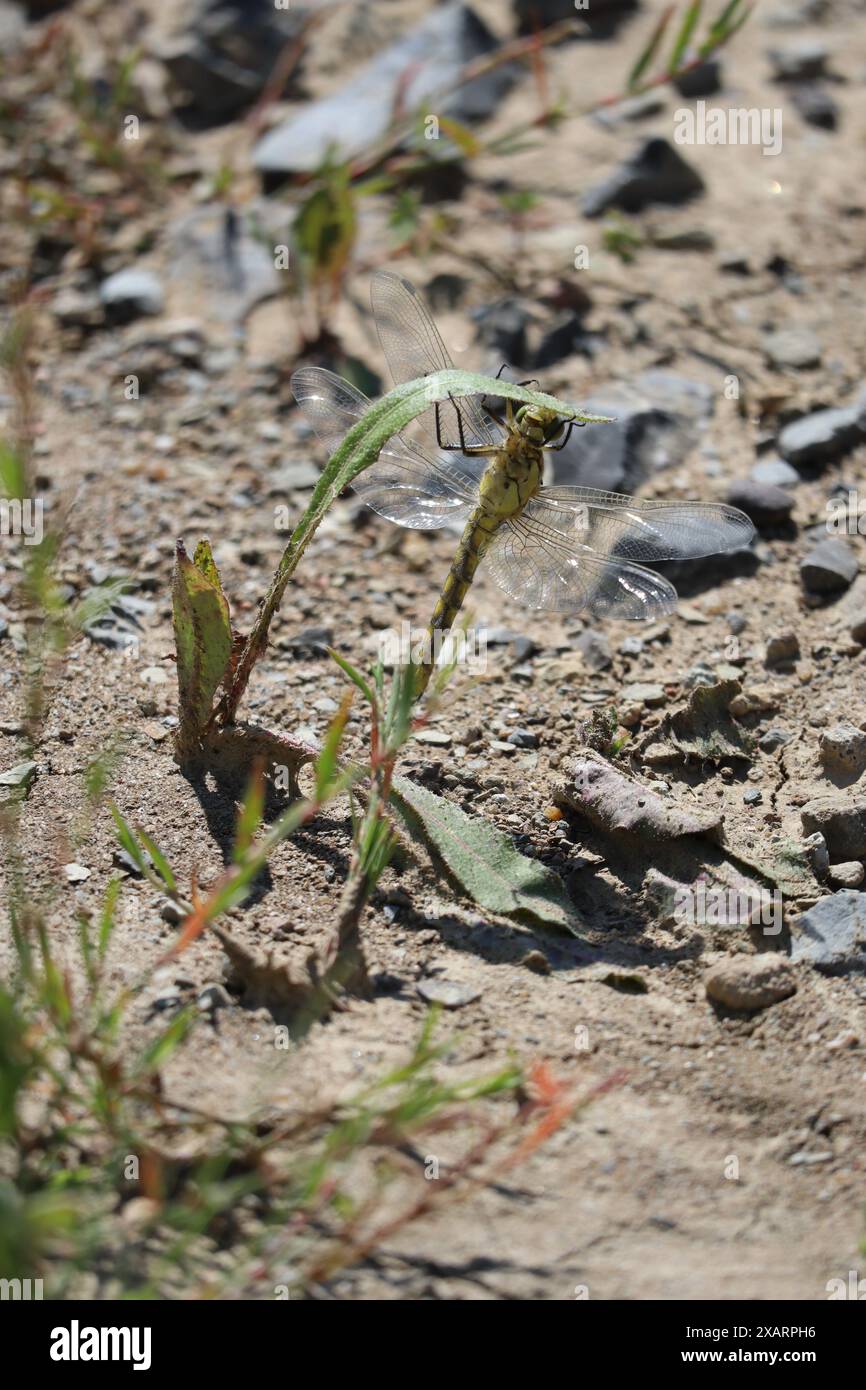Dragonfly est étrangement suspendu à une feuille Banque D'Images