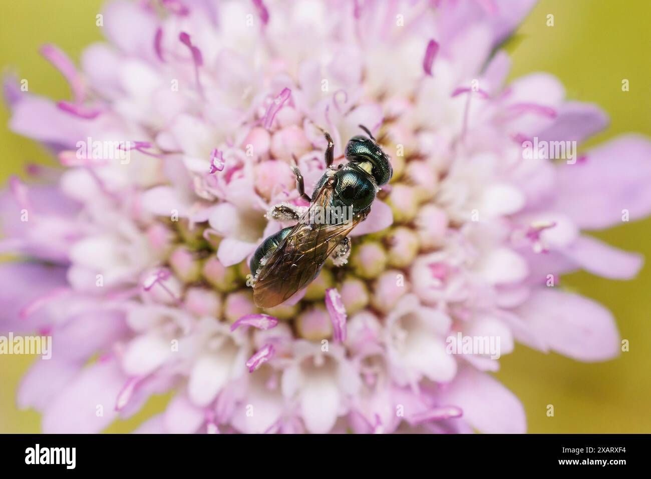 Petite Abeille charpentière (Ceratina sp.) Banque D'Images