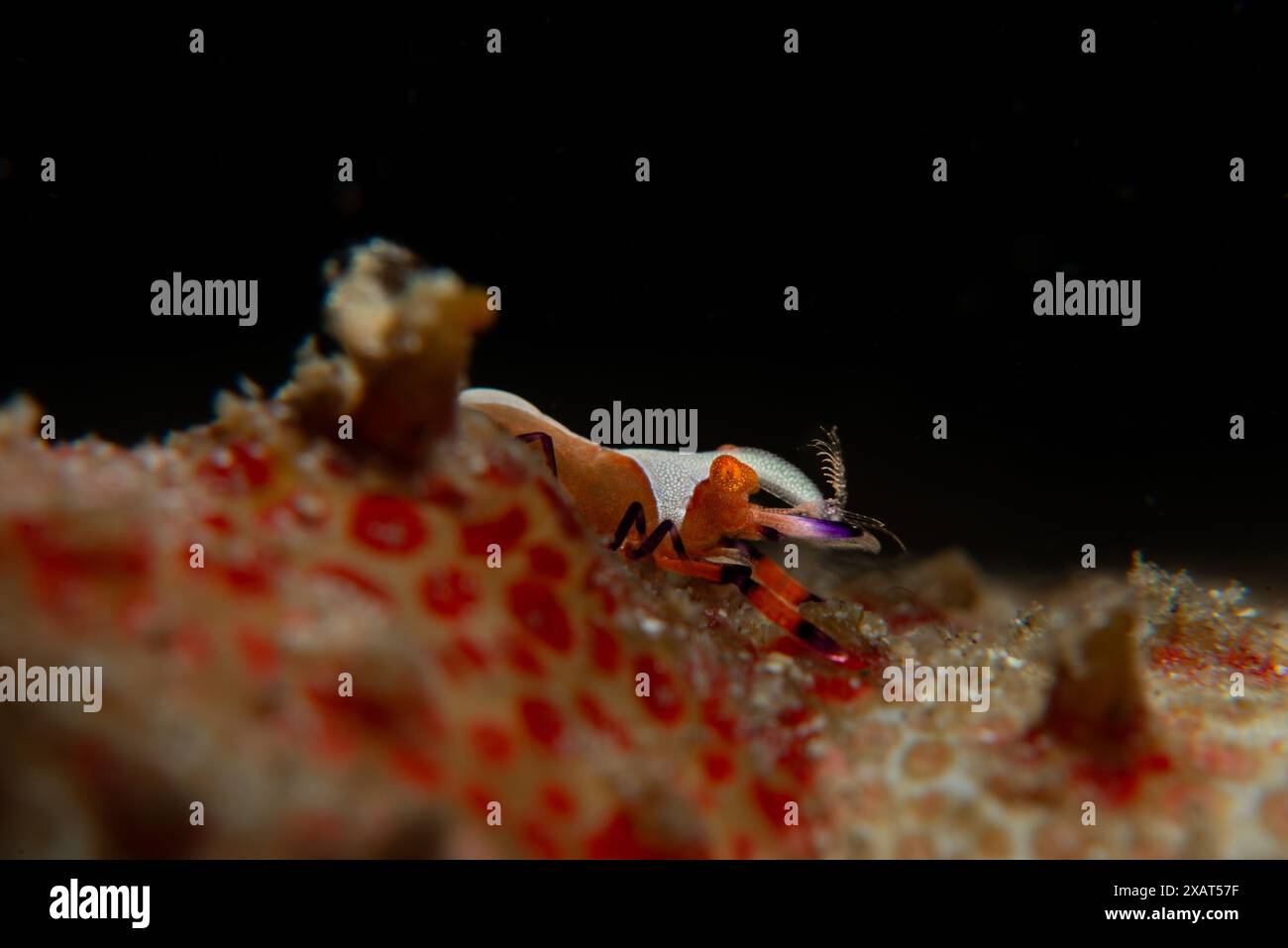 Macro Life - île de Bangka Banque D'Images