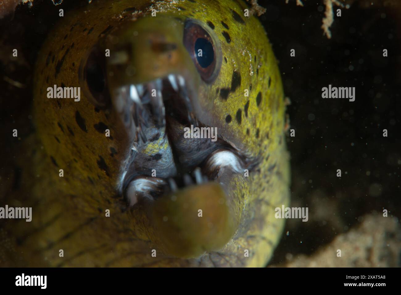 Macro Life - île de Bangka Banque D'Images
